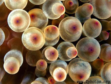 I am not going to speculate what these looks like... by Zaid Fadul 