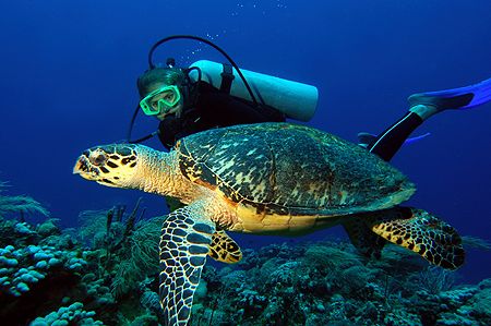 Roatan, Honduras. by Shawn Jackson 