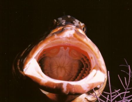 Say aaaaah. Nikonos V 28mm lense with 
1:5 close up lens... by Marylin Batt 
