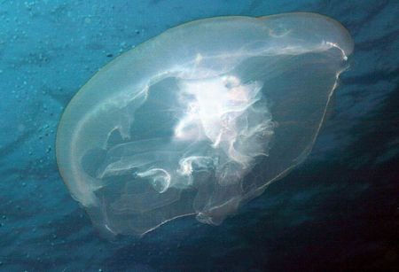 Jelly - intersting question but is a close shot taken wit... by John M Akar 