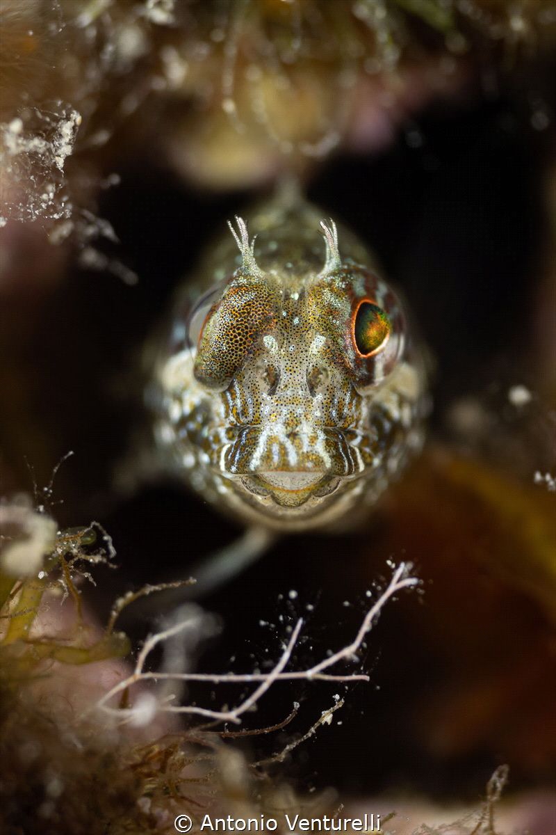 Mediterranean blenny_October 2025
(Canon RF100,1/200,f9,... by Antonio Venturelli 