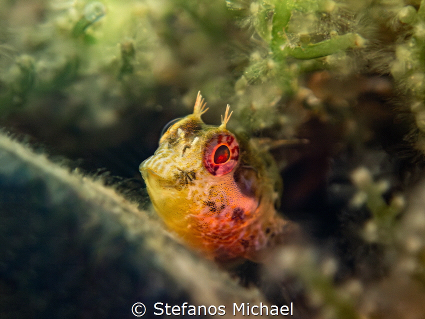 Tompot blenny - Parablennius gattorugine by Stefanos Michael 
