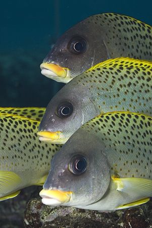 Blackspotted sweetlips. Sharks bay.
D200,60mm. by Derek Haslam 