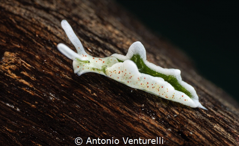 Elysia beauty_October 2025
(CanonRF100,1/200,f11,iso100)
 by Antonio Venturelli 