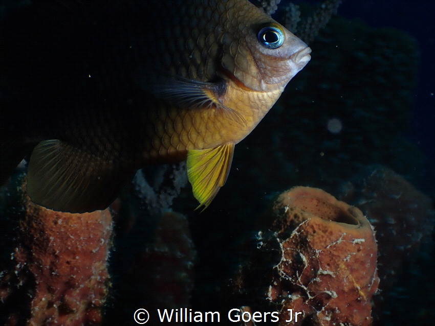 The Guardian by William Goers Jr 