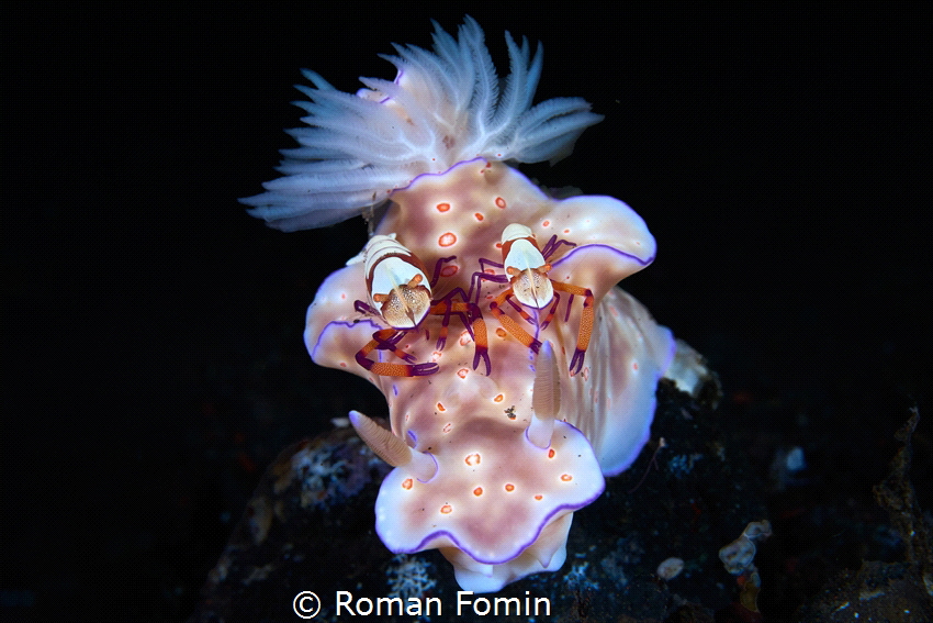 Ceratosoma Trilobatum and two Emperor shrimps by Roman Fomin 