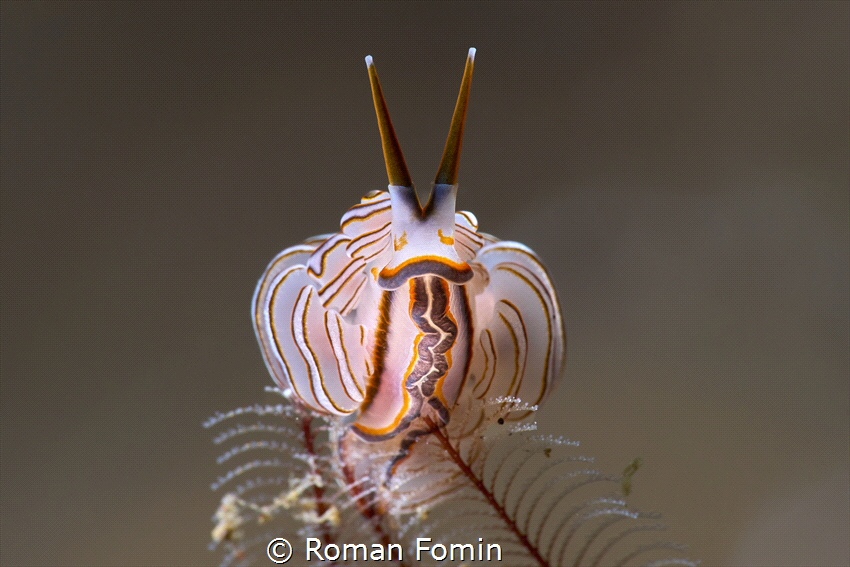 Doto donut nidibranch by Roman Fomin 