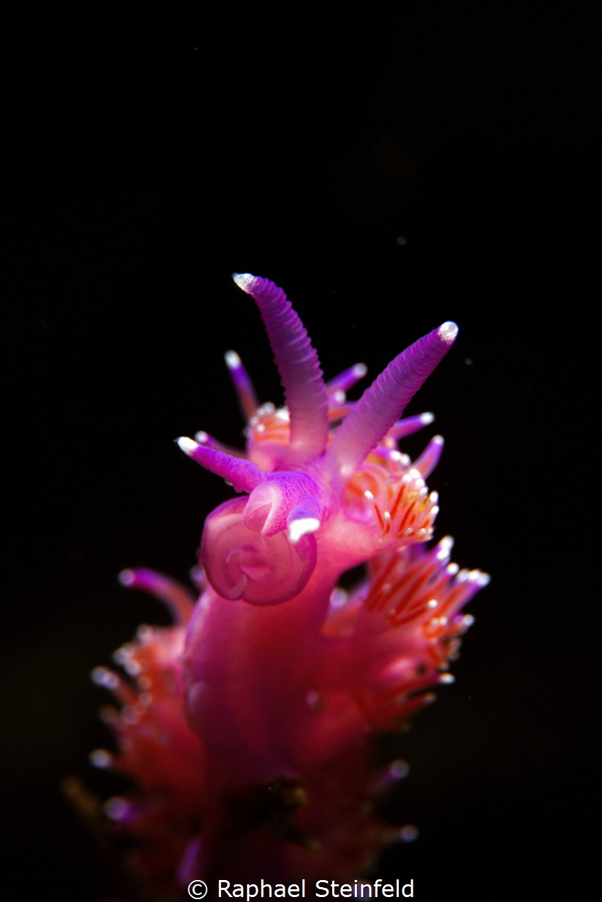 Flabellina affinis, August 2025
(SonyA6300, 1/125, f9, i... by Raphael Steinfeld 
