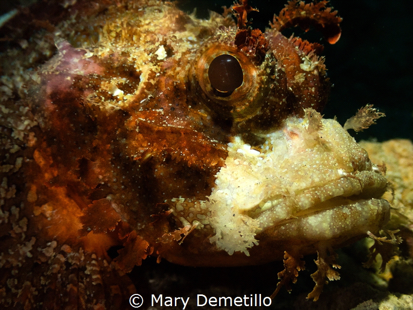 Scorpion Stone Fish by Mary Demetillo 