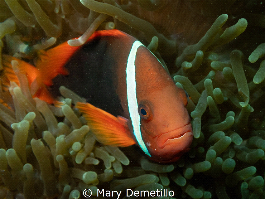 Clownfish Seems to be Confronting Me by Mary Demetillo 