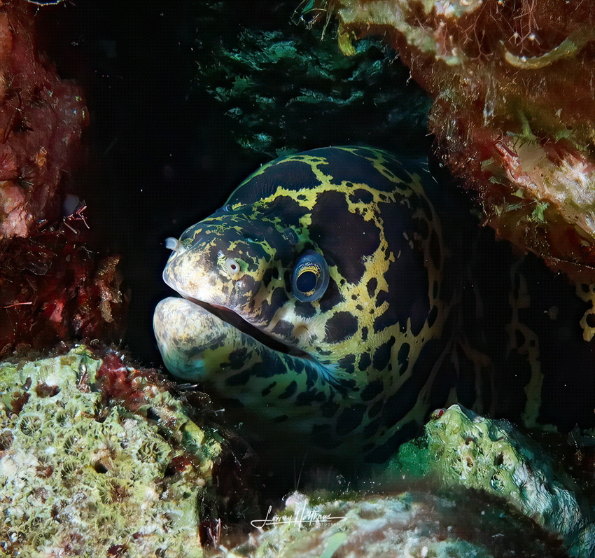 Chain Moray smile in Bonaire by Lowrey Holthaus 