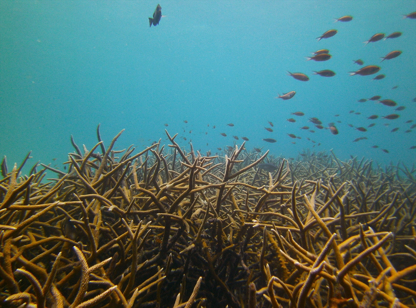 Bonaire/Shore diving off the coast of Bonaire there is a ... by Connor Finlen 