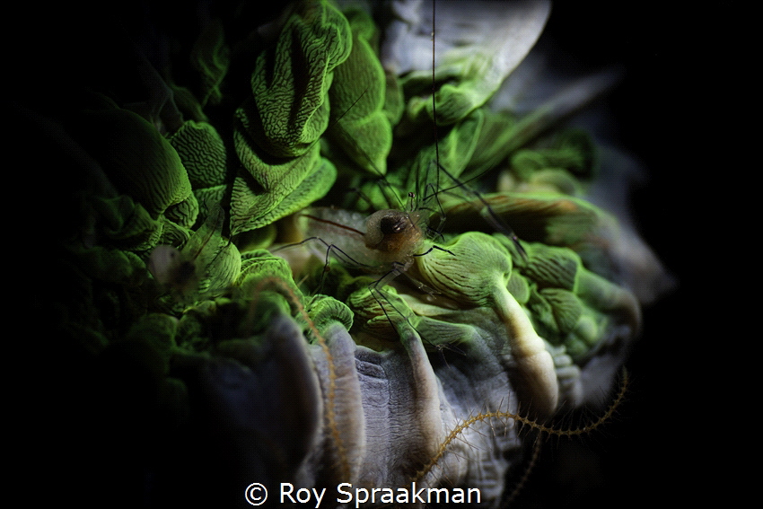 Bubble Shrimp in Anemone, Anilao Philippines by Roy Spraakman 