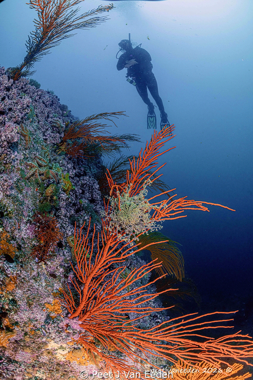 Basket star on a palmate fan
 by Peet J Van Eeden 