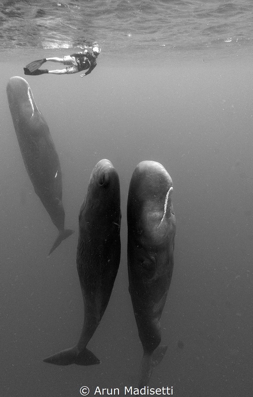 awakening (taken under permit) by Arun Madisetti 