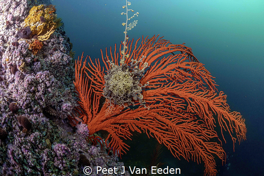 Reaching out.
 Basket star on a palmate fan by Peet J Van Eeden 