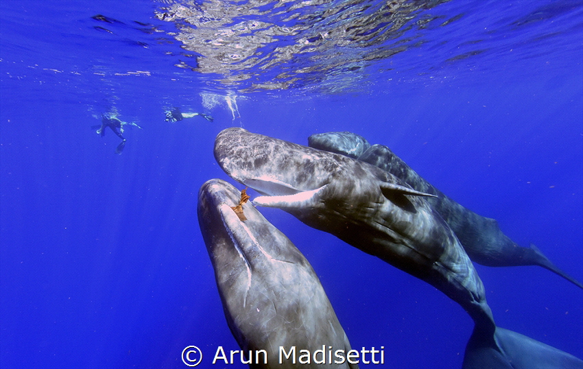 playing with a leaf froma breadfruit tree (taken under pe... by Arun Madisetti 