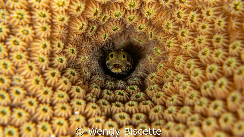This is a Spinyhead Blenny. Finding them in the Caribbean... by Wendy Biscette 