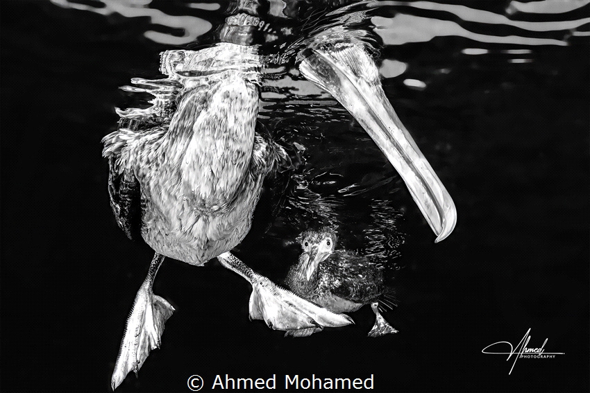 Socotra cormorant by Ahmed Mohamed 
