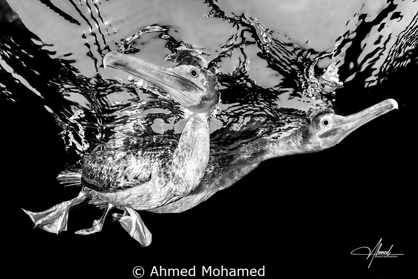 Socotra cormorant by Ahmed Mohamed 
