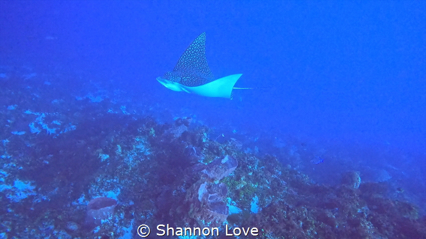 Spotted Eagle Ray
60ft depth using a GoPro 12 Black by Shannon Love 
