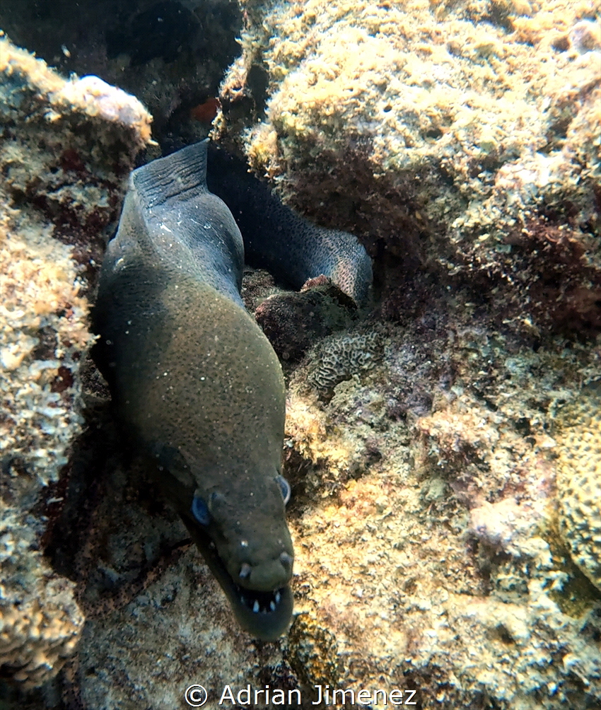moray by Adrian Jimenez 