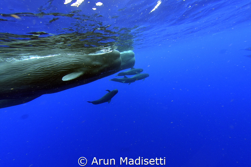 This pod of sperm whale were asleep, out of the blue arou... by Arun Madisetti 