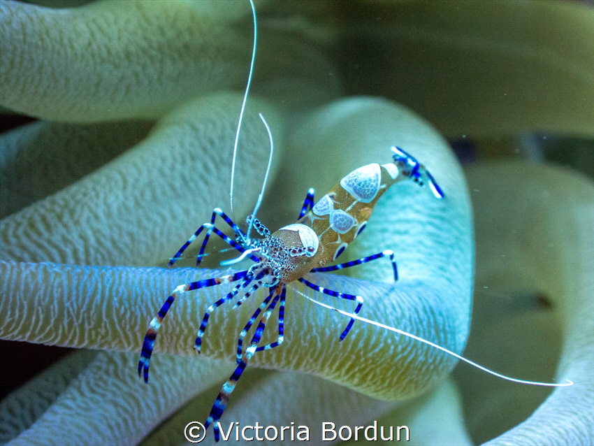 Spotted cleaner shrimp spotted in the Caribbean Netherlan... by Victoria Bordun 
