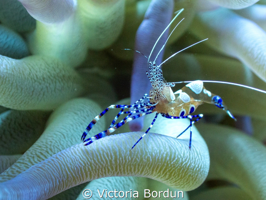 Spotted cleaner shrimp on an anemone. These 2 creatures h... by Victoria Bordun 