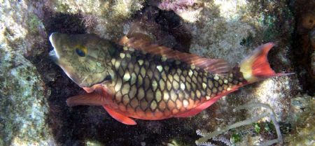 I believe this is a clown fish feeding off of the coral g... by Andrew Kubica 