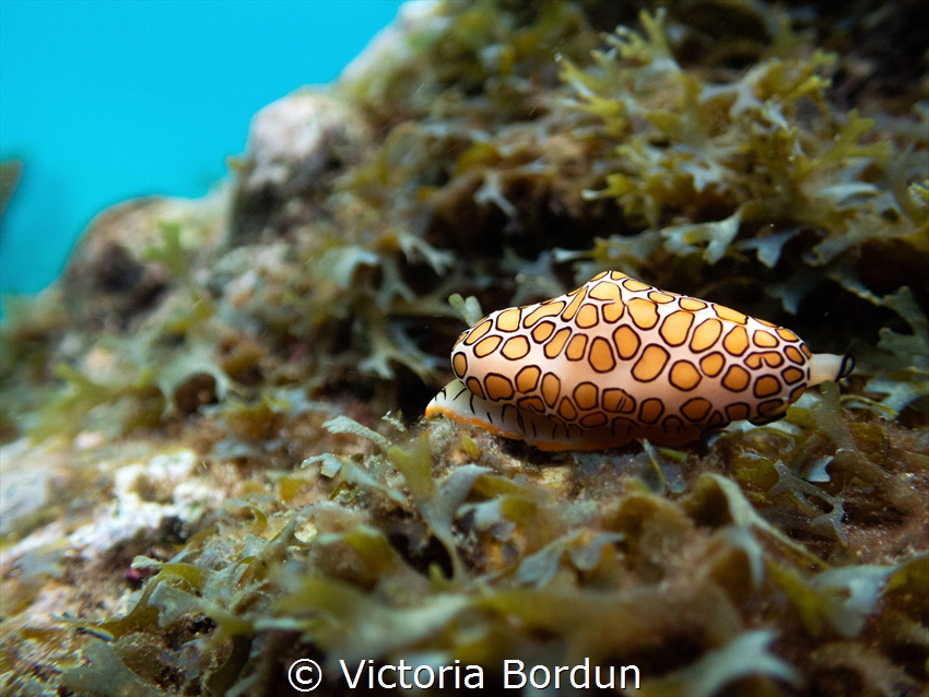 Flamingo tongue seen in Curacao by Victoria Bordun 