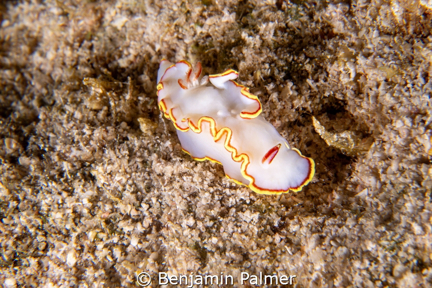 The Sea Goddess, After searching the entire dive, we fina... by Benjamin Palmer 