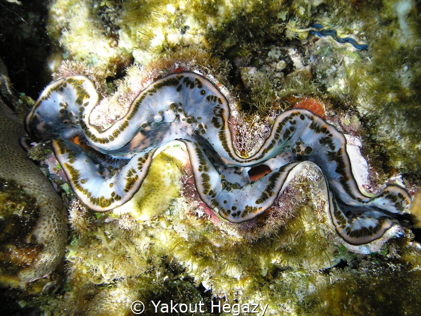 GAINT CLAM by Yakout Hegazy 