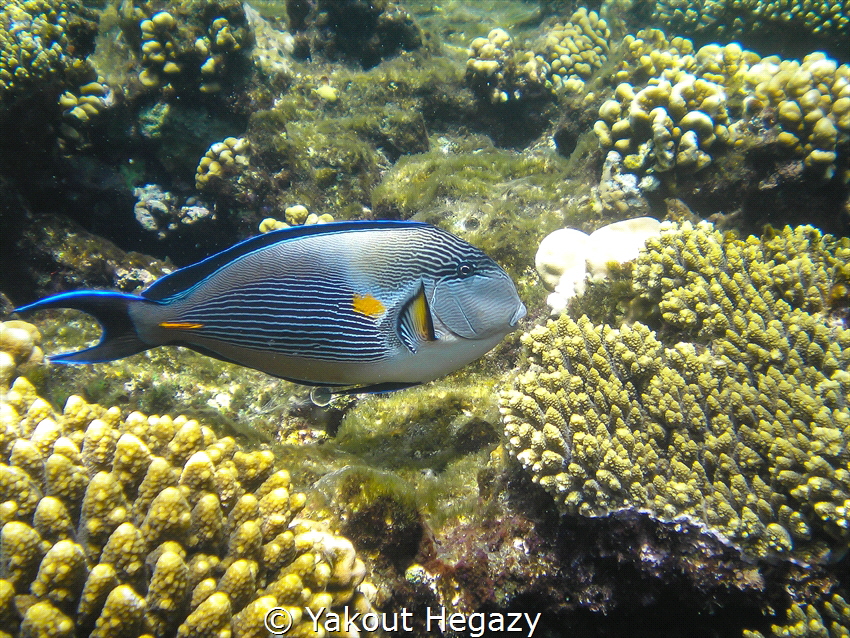 sohal surgeonfish by Yakout Hegazy 