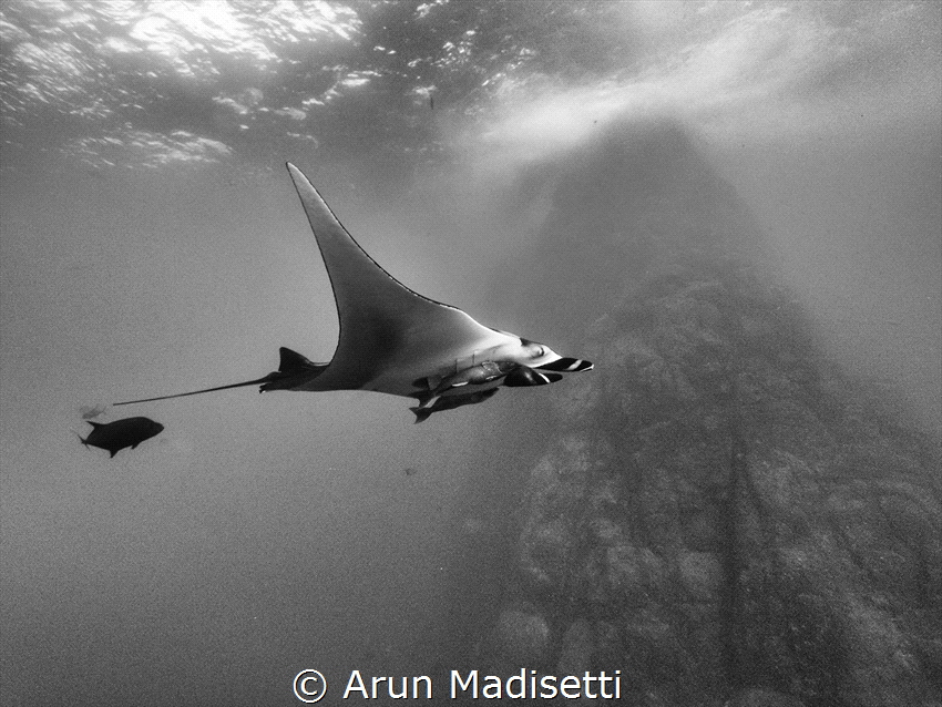 Giant Pacific Manta and Roca Partida rising from the depths by Arun Madisetti 