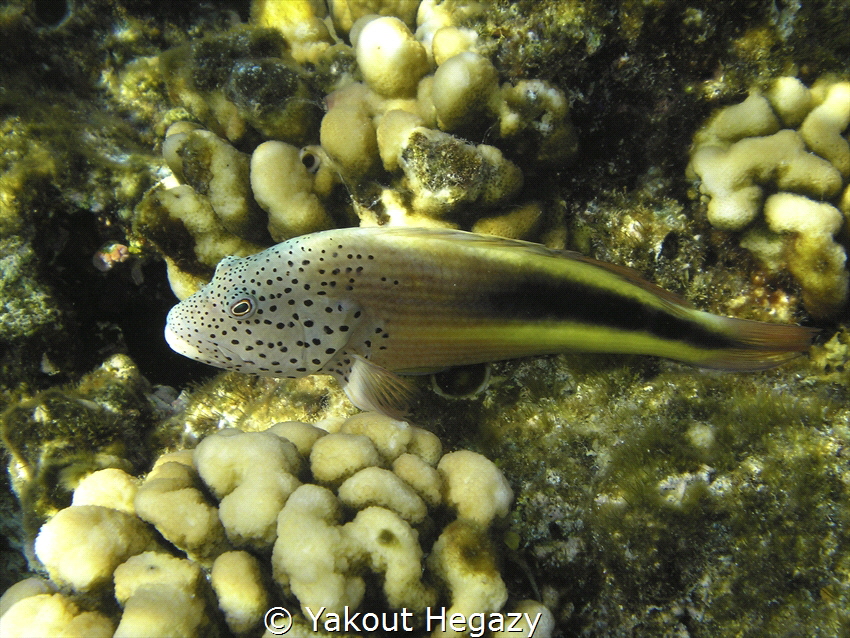 forsters hawkfish by Yakout Hegazy 