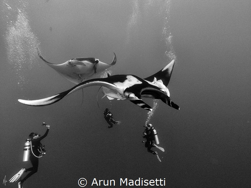 Giant Pacific Manta on a fly by at Roca Partida by Arun Madisetti 