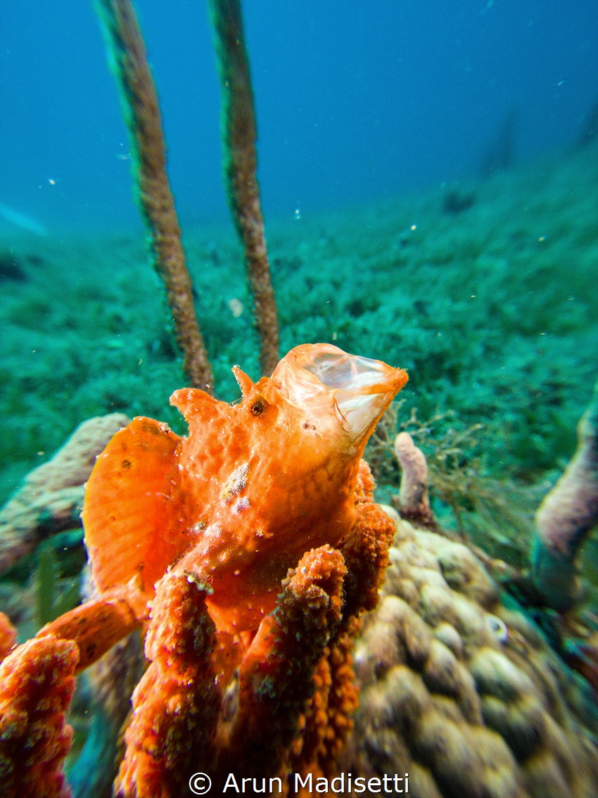 Frogfish yawning at the paparazzi (sealife micro3) by Arun Madisetti 