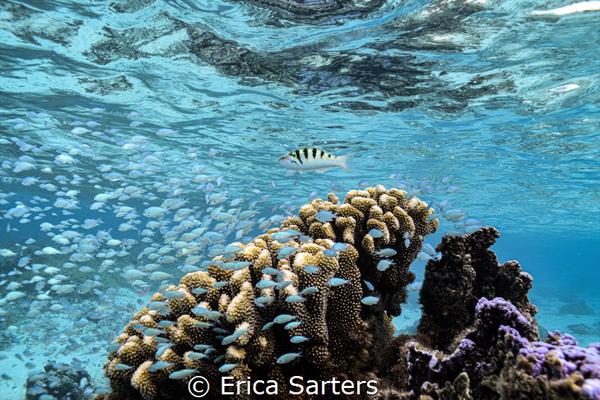A sixbar wrasse swims over a cauliflower coral. Captured ... by Erica Sarters 