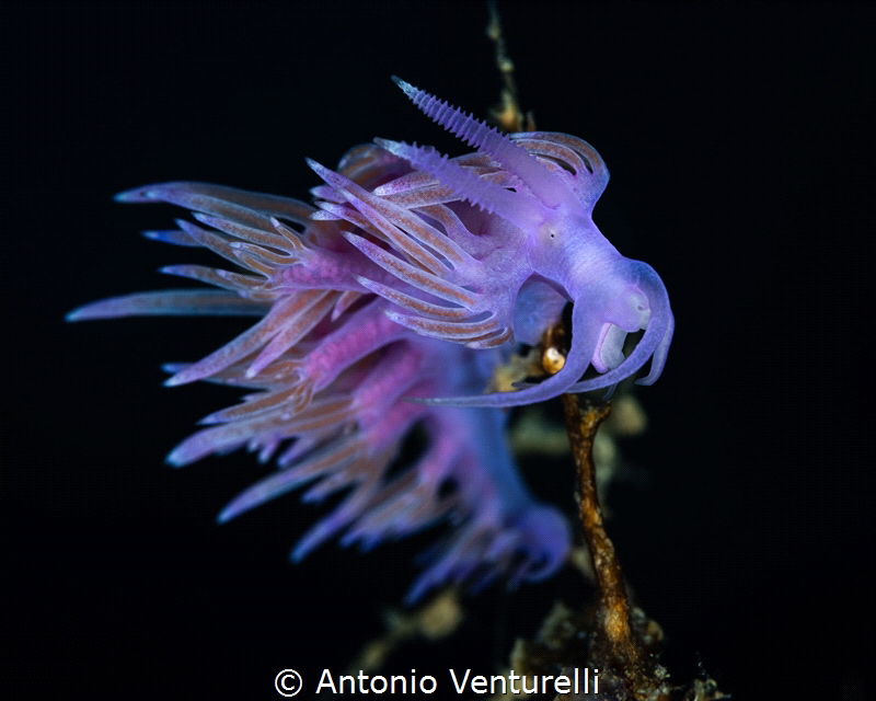 Flabellina Affinis_June 2026
(Canon RF100,1/200,f13,iso100) by Antonio Venturelli 