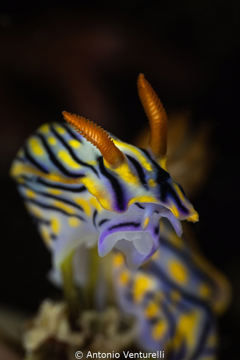 Hypselodoris infucata nudibranch_May 2026
(Canon RF100,1... by Antonio Venturelli 