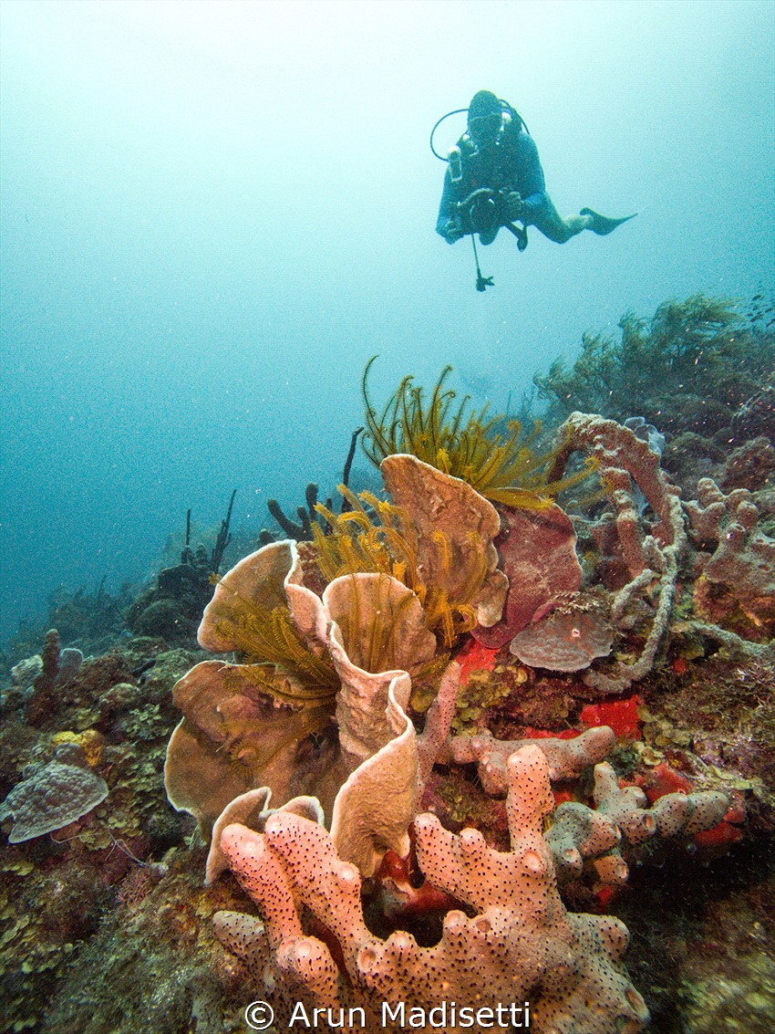 Diver and reef scenic by Arun Madisetti 