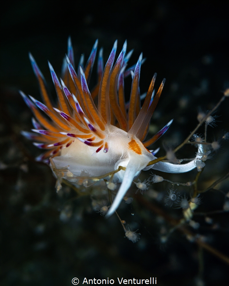 Cratena peregrina nudibranch_June 2026
(Canon RF100,1/20... by Antonio Venturelli 