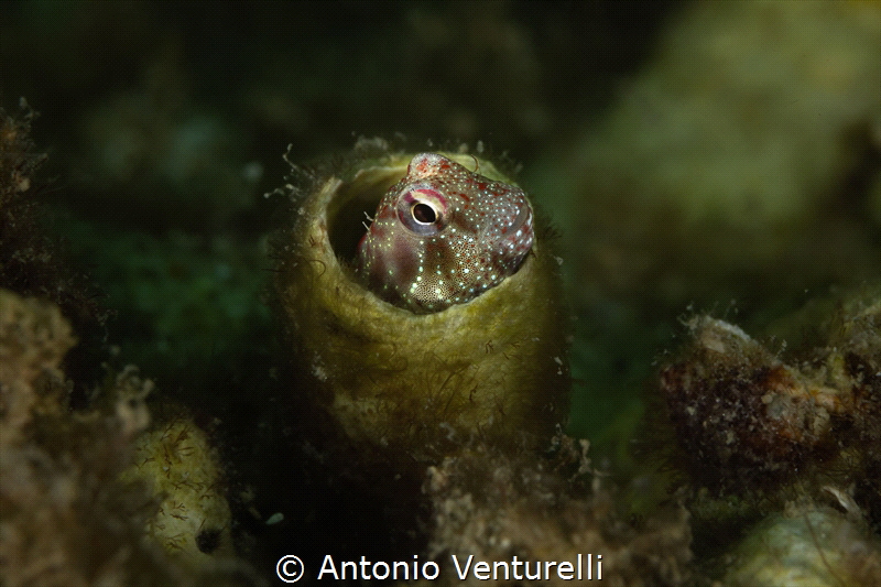 Tube blenny_Snoopy Island_Fujairah_May 2026
(Canon RF100... by Antonio Venturelli 