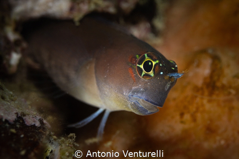 Tube blenny_Snoopy Island_Fujairah_May 2026
(Canon RF100... by Antonio Venturelli 