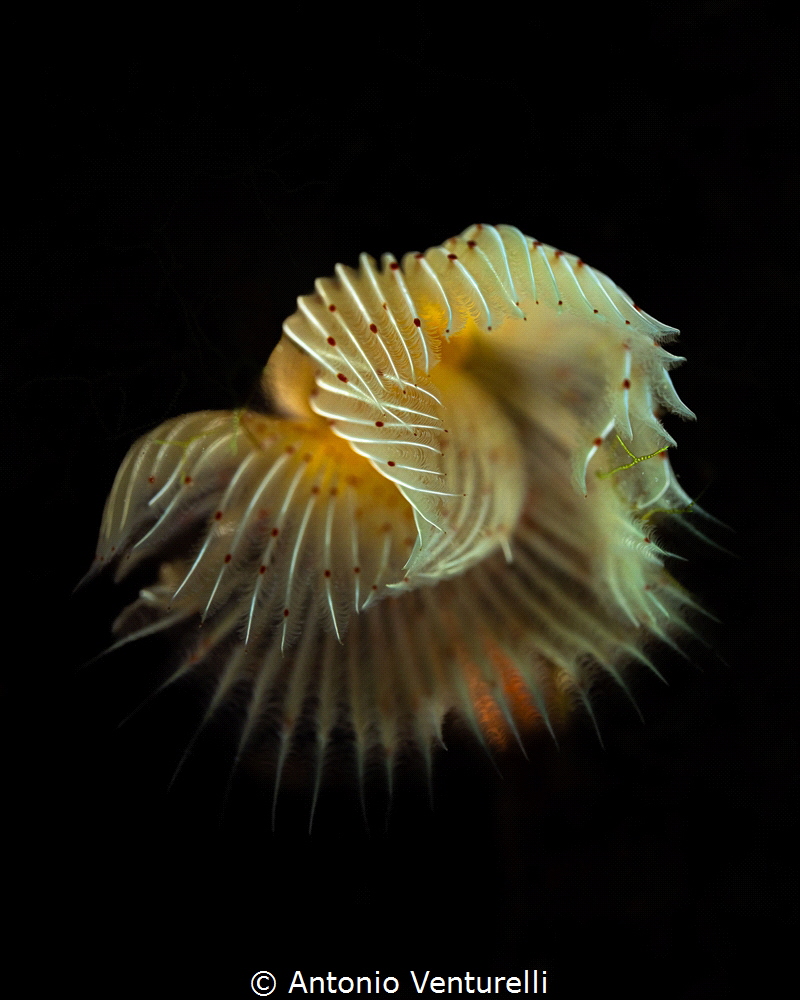 Protula tubularia_June 2026
(CanonRF100,1/200,f6.3,iso100) by Antonio Venturelli 
