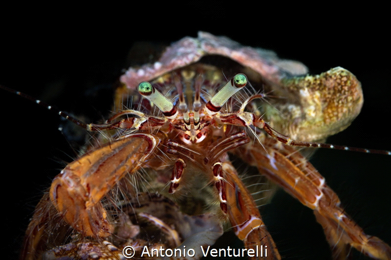 Hermit crab_June 2026
(CanonRF100,1/200,f10,iso1009 by Antonio Venturelli 