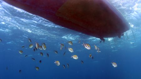 Sergeant Majors on parade under the Triangle Divers boat. by Grant Farquhar 