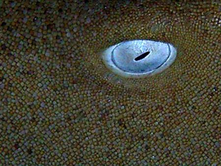 Eye of nurse shark. Grand Cayman. Sea and Sea DX5000. by David Heidemann 