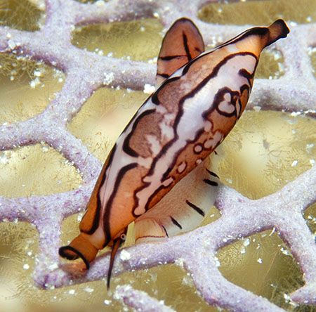 Juvenile Flamingo Tongue (1.5 cm) feeding on purple sea f... by Jim Chambers 